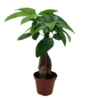 Twisted Money Tree - Pachira - 3" Pot - Trending