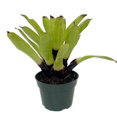 Pink Cockatoo Urn Plant - Exotic/Easy Houseplant - Vriesea - 4" Pot
