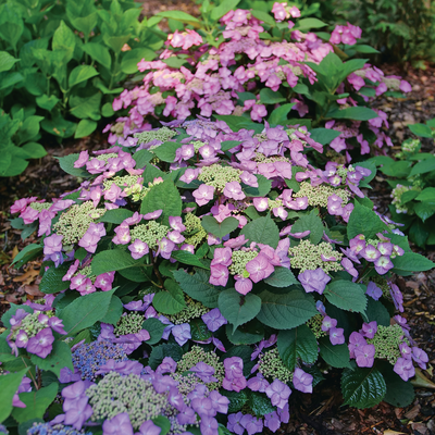 Tuff Stuff Top Fun® - Mountain Hydrangea - Hydrangea serrata - 4" Pot