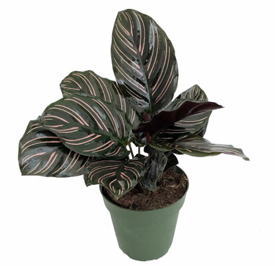 Pin Stripe Prayer Plant - Calathea ornata - Easy House Plant - 4" Pot-Live Plant