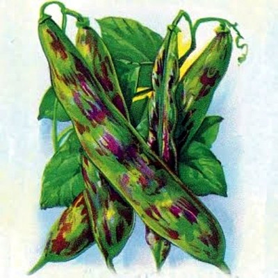 Christmas Pole Lima Bean 25 Seeds -Also Used In Jewelry Christmas Pole Lima Bean 25 Seeds -Also Used In Jewelry