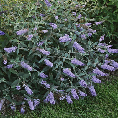 Monarch® Glass Slippers Butterfly Bush - Buddleia - 2.5" Pot