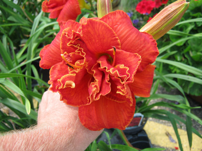 Moses Fire Daylily - Hemerocallis - Rebloomer - Quart Pot