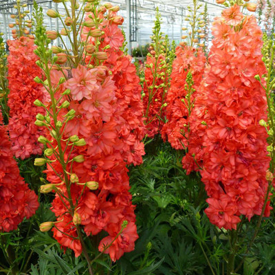 Red Lark Delphinium Perennial - Coral Red Blooms - 2.5" Pot