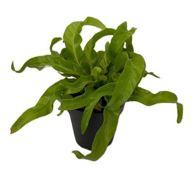 Hurricane Bird's Nest Fern - Asplenium antiquum - 4" Pot