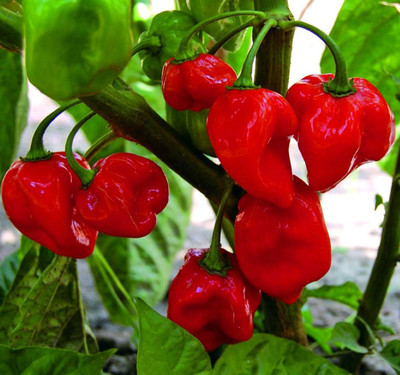 Caribbean Red Habanero Pepper Plant - Hot Pepper - 2.5" Pot