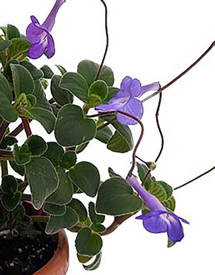 Boysenberry Delight Cape Primrose Plant - Streptocarpella - 2.5" Pot