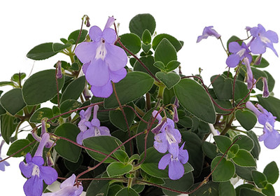 Concord Blue Cape Primrose Plant - Streptocarpella - 2.5" Pot