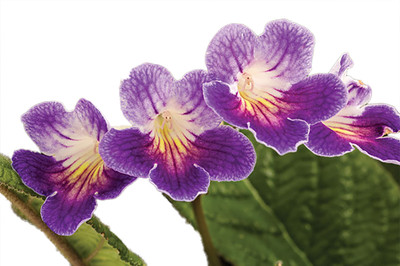 Ladyslippers® Azure Streptocarpus - 4" Pot - Collector's Series