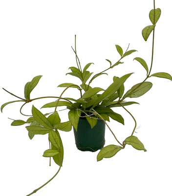 Crassispetiolata Hoya Splash Wax Plant - Great House Plant - 4" Pot