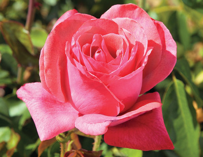 Cinnamon Dolce™ Hybrid Tea Rose Bush - Bare Root - Bloomables®