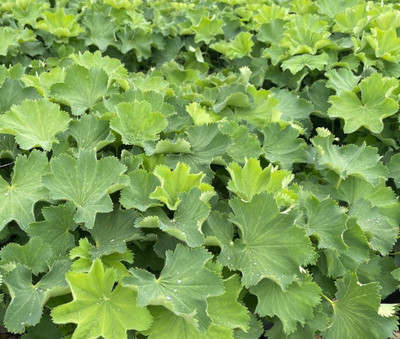 Auslese Lady's Mantle Perennial - Alchemilla - Live Plant - Quart Pot