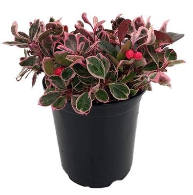 Winter Splash™ Wintergreen Plant - Gaultheria -Teaberry - 2.5" Pot