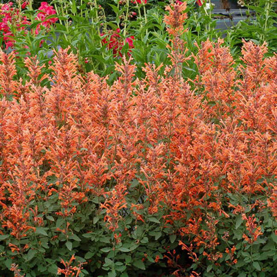 Mandarin Kudos Hummingbird Mint - Agastache - Anise Hyssop - Quart Pot