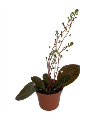 Red Satin Gloxinia Plant - Gloxinia erinoides - 2.5" Pot