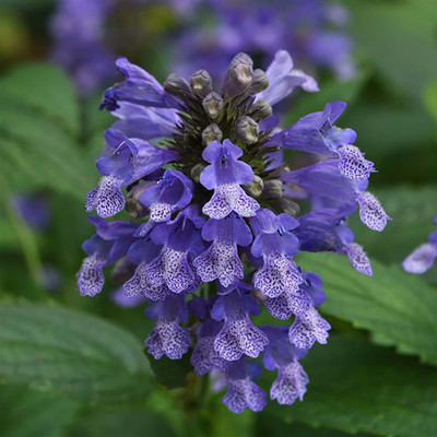 Prelude Purple Catmint Perennial - Nepeta subsessilis - Quart Pot