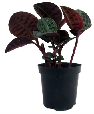Seersucker Plant - Geogenanthus poeppigii - 4" Pot - Easy House Plant