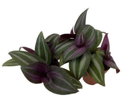 Mystic Magic Tradescantia - 2 Plants in 2" Pots -
