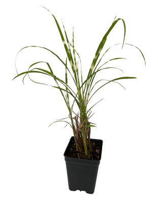 Gold Bar Maiden Grass Perennial - Miscanthus - 2.5" Pot