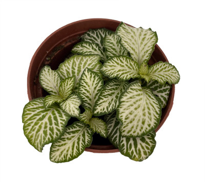 White Tiger Mini Nerve Plant - Fittonia - 2.5" Pot