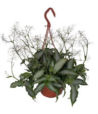 Bright Star Murdannia loriformis - Unique House Plant - 6" Hanging Basket