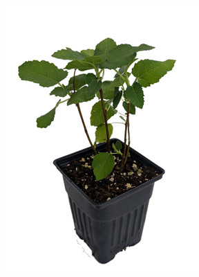 Brown Turkey Edible Fig Plant - Ficus carica - Sweet - 4" Pot