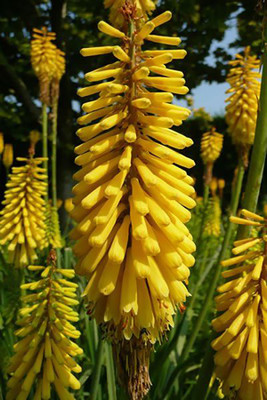 Glowstick Yellow Hot Poker - Kniphofia uvaria - Perennial Plant - Gallon Pot