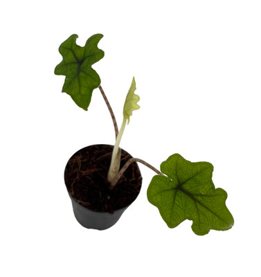 Jacklyn Alocasia tandurusa - 2" Pot - Collector's Series