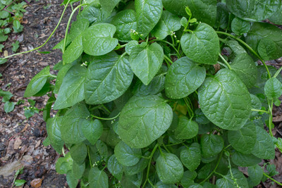 Big Round Leaf Malabar Spinach - Basella alba - 100 Seeds