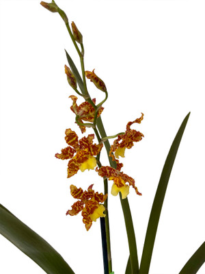Wilsonara Pacific Passage Handsome Orchid -Oncidium -4" Pot - Collector Orchids