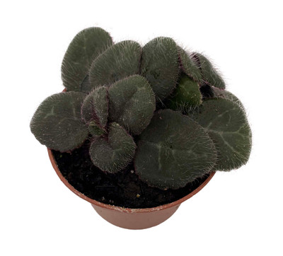 Primulina yungfuensis - Asian Violet - 2.5" Pot - Easy House Plant