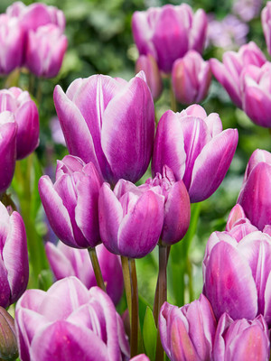 Purple Elegance Bouquet Tulips 5 Bulbs - 12/+ cm Bulbs