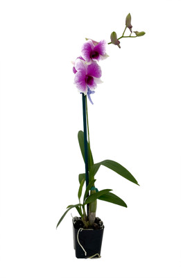 YaYa Victoria Dendrobium Orchid - 2" Pot - Collector Orchids