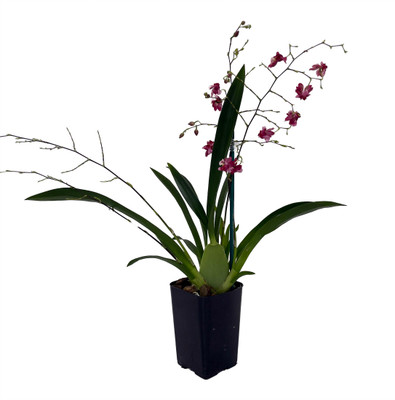 Twinkle Pink Profusion Orchid - Oncidium - 2" Pot - Collector Orchids