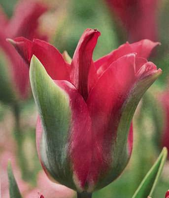 Green Love Viridiflora Tulip 5 Bulbs - 12/+cm Bulbs - New