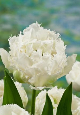 Snow Crystal Fringed Tulip 5 Bulbs - 12/+ cm Bulbs