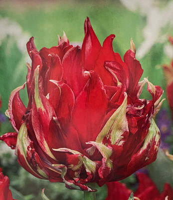 Red Spider Lily Flowering Tulip 8 Bulbs - 12/+ cm Bulbs - New