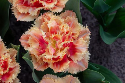 Brisbane Double Late Fringed Tulip - 6 Bulbs - 12/+ cm Bulbs