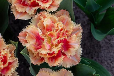 Brisbane Double Late Fringed Tulip - 5 Bulbs - 12/+ cm Bulbs
