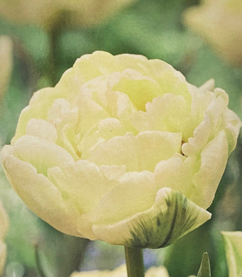 Avant Garde Double Early Tulip - 5 Bulbs - 12/+ cm Bulbs