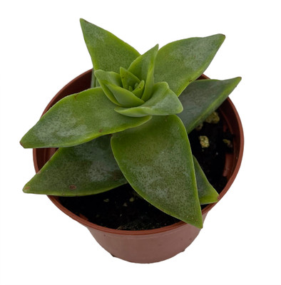 Starshine Crassula perforata - 2.5" Pot - Easy to Grow Succulent House Plant