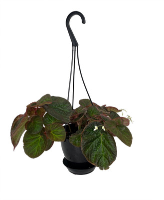 Brazilian Species Begonia Plant - 4.5" Black Hanging Basket