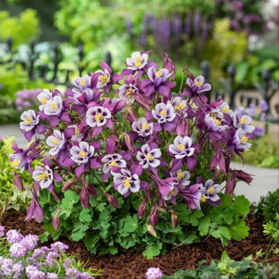 Earlybird Purple and White Columbine - Aquilegia - Quart Pot