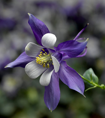 Earlybird™ Blue and White Columbine - Aquilegia - Quart Pot