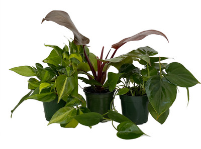 Philodendron Assortment - 3 Pack in 4" Pots