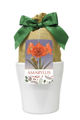 Orange Sunrise Double Galaxy Amaryllis Kit in White Ceramic Planter/Bow/Gift Tag
