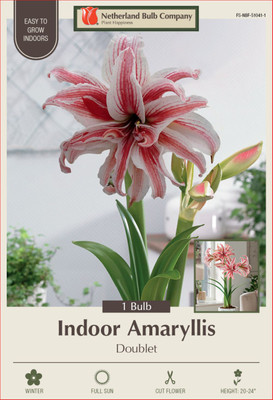 Doublet Amaryllis Bulb - 30/32cm Bulb