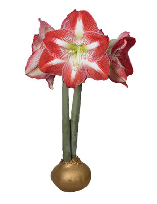 Minerva Gold Waxed Jumbo Amaryllis Bulb- Immediate Shipping for Holiday Blooms