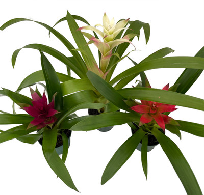 Guzmania Vase Plant Collection - Bromeliad - 3 Plants in 4" Pots