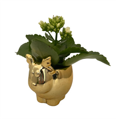 Gold Reindeer Ceramic Planter with Live Kalanchoe Plant - 3" x 3"